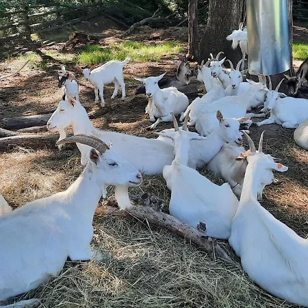 Pelen Wypas - Dziadowka Apartment *