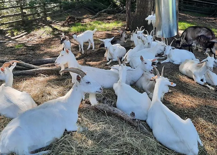 Pełen Wypas - Dziadówka Apartament *